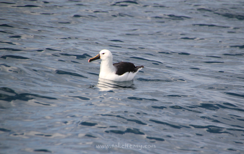 Albatross waiting for wind