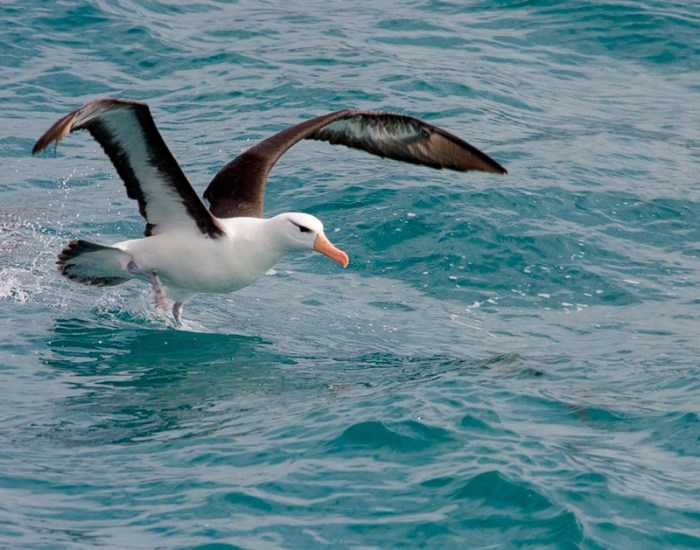 Black browed albatross
