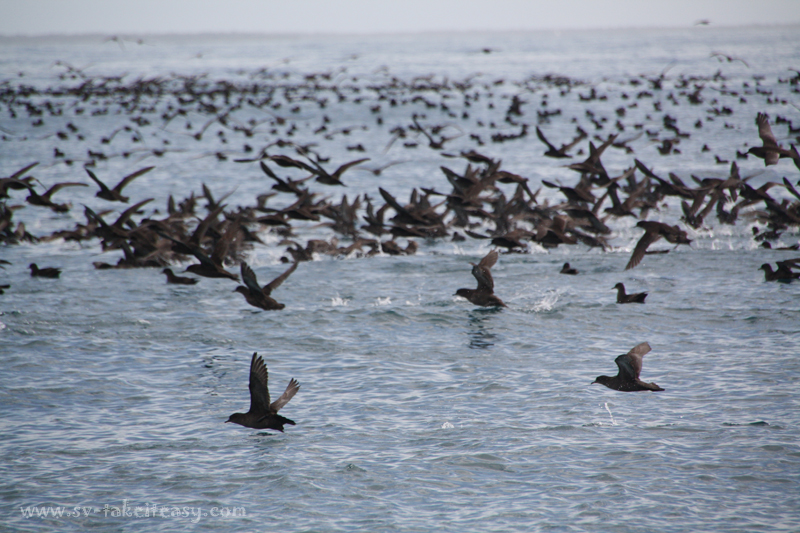 Short tailed shearwaters