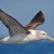 Shy albatross in flight
