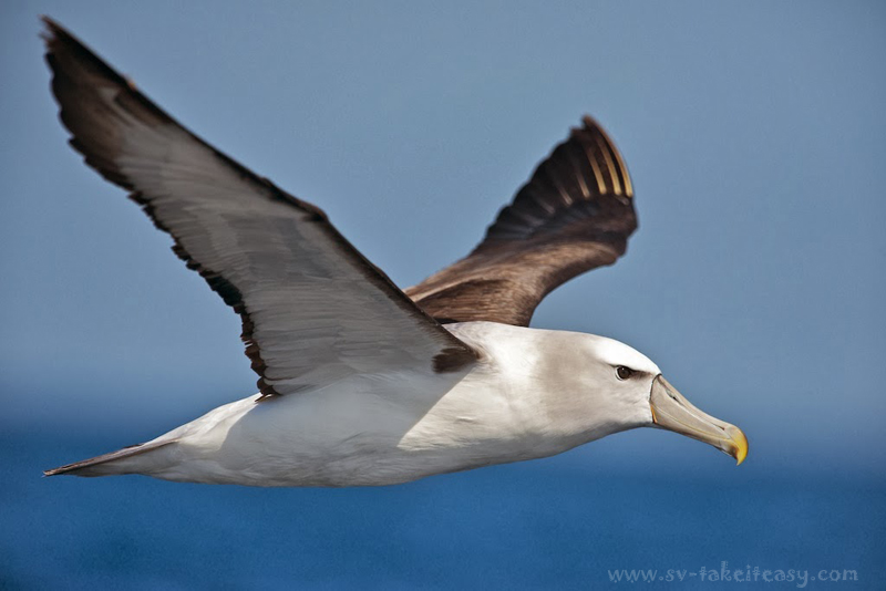 Shy albatross in flight