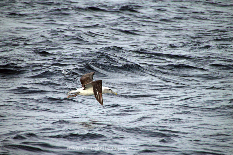 Shy Albatross