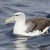 Shy Albatross Tasmania
