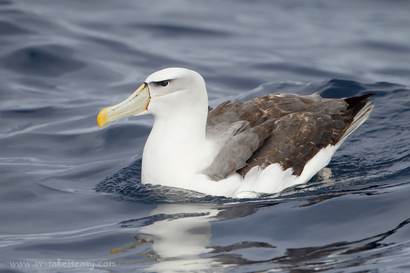 Shy Albatross Tasmania