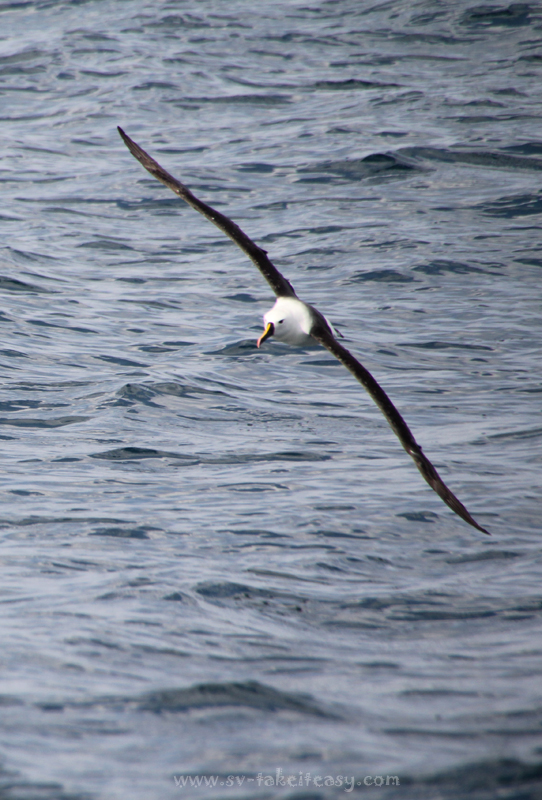 Soaring Yellow Nosed Albatross