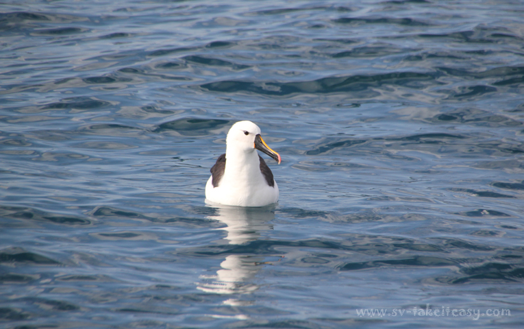 Yellow nosed albatross resting