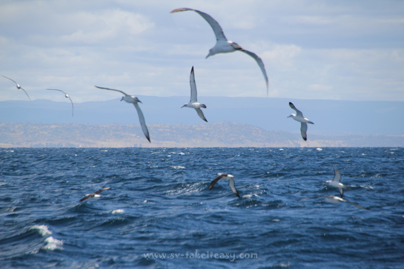 Albatrosses at play