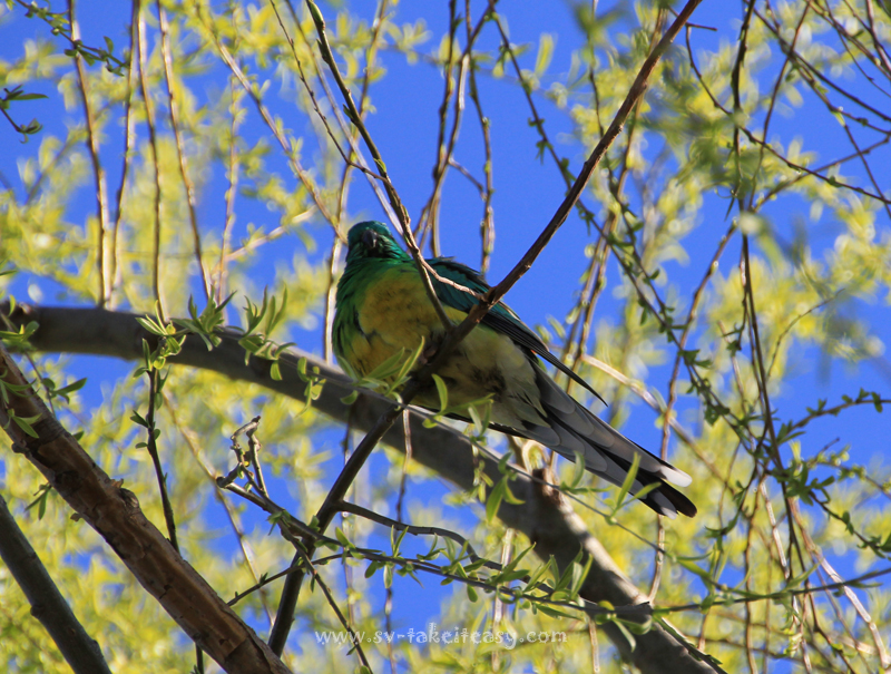 red rump eastern rosella