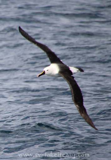 Yellow nosed albatross aloft