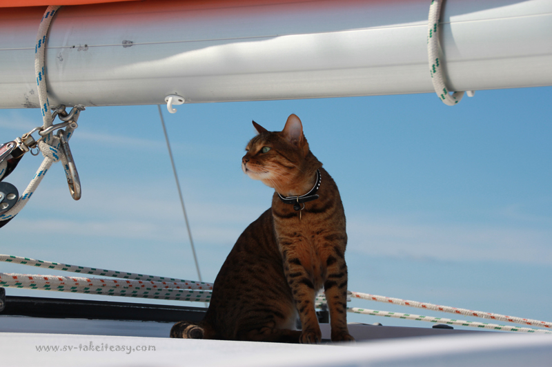 Bengie sniffing the air