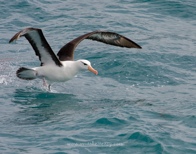 Black browed albatross