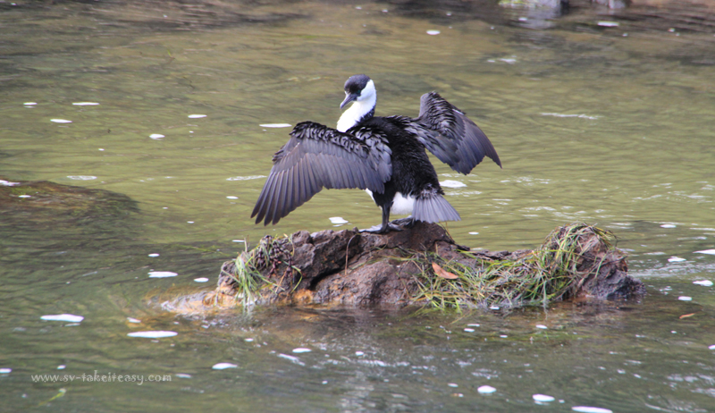 Black faced cormorant