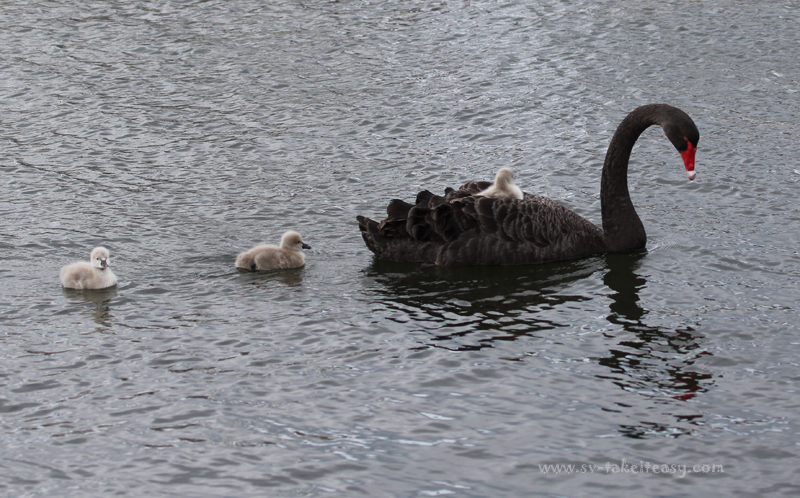Black Swan family
