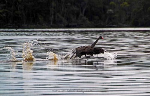 Swan launch at the Davey River