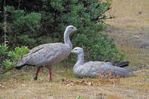 Cape Barren Geese