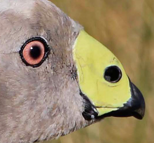Cape Barren Goose Face