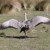 Cape Barren Goose