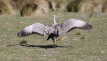 Cape Barren Goose