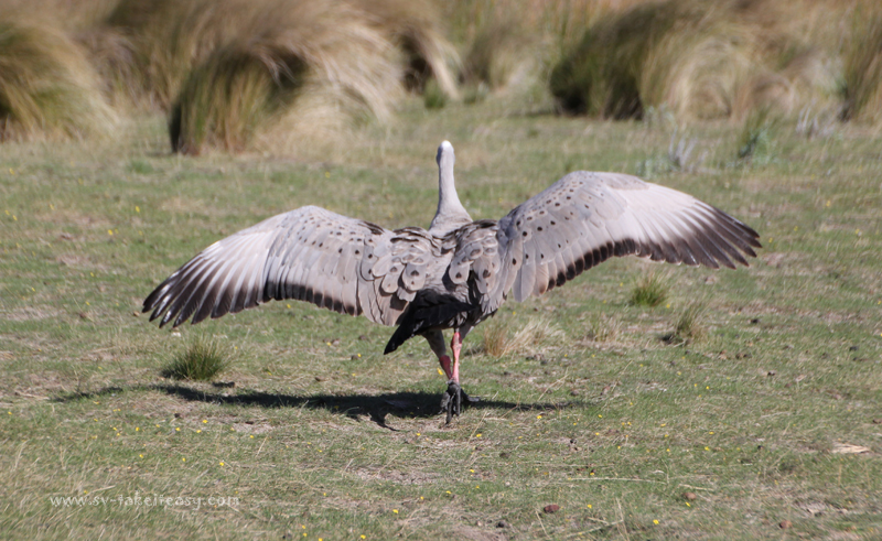 Cape Barren Goose