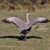 Cape Barren Goose