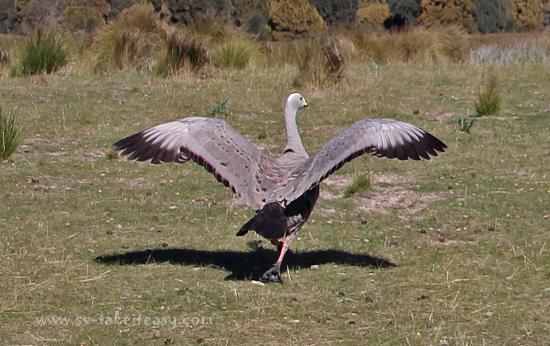 Cape Barren Goose
