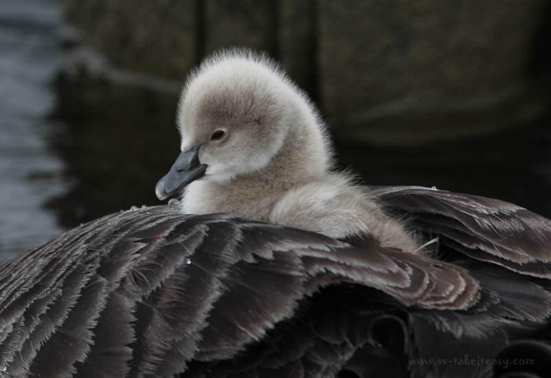 Cygnet on Mum's Back