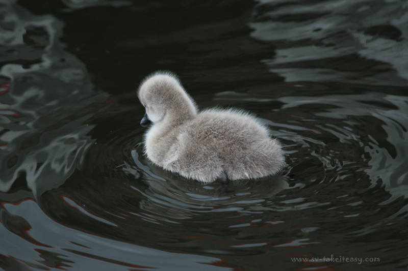 Cygnet