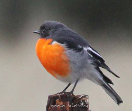 Flame robin