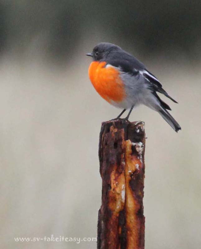 Flame Robin