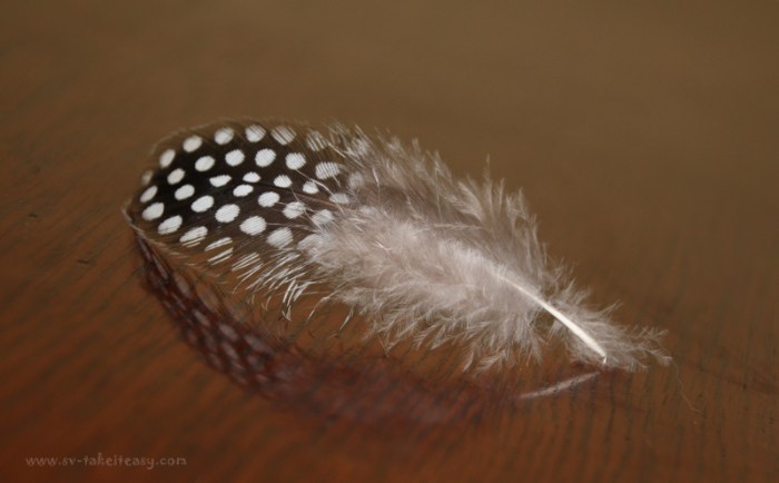 Giunea fowl feather