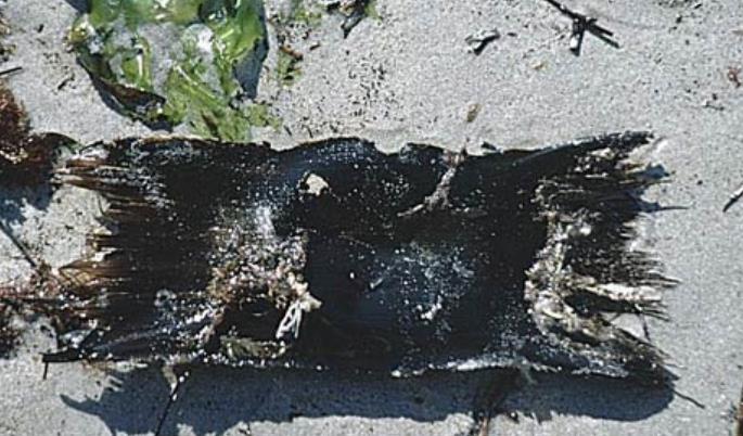 Mermaid Purse of Melbourne Skate