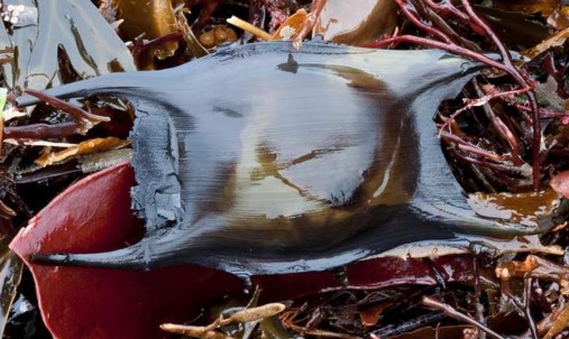 Mermaid Purse of Thornback Skate