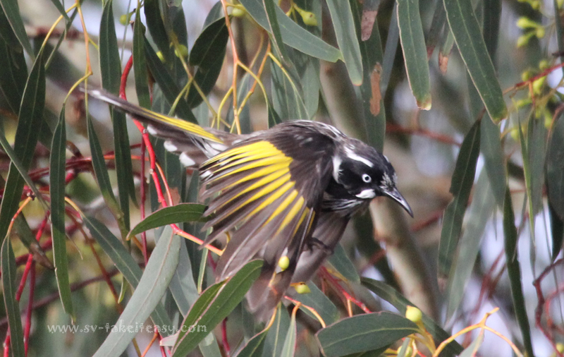 New Holland Honeyeater Aloft