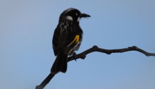 New Holland Honeyeater