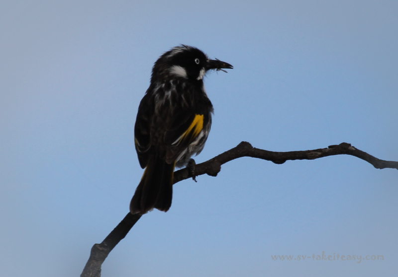 New Holland Honeyeater