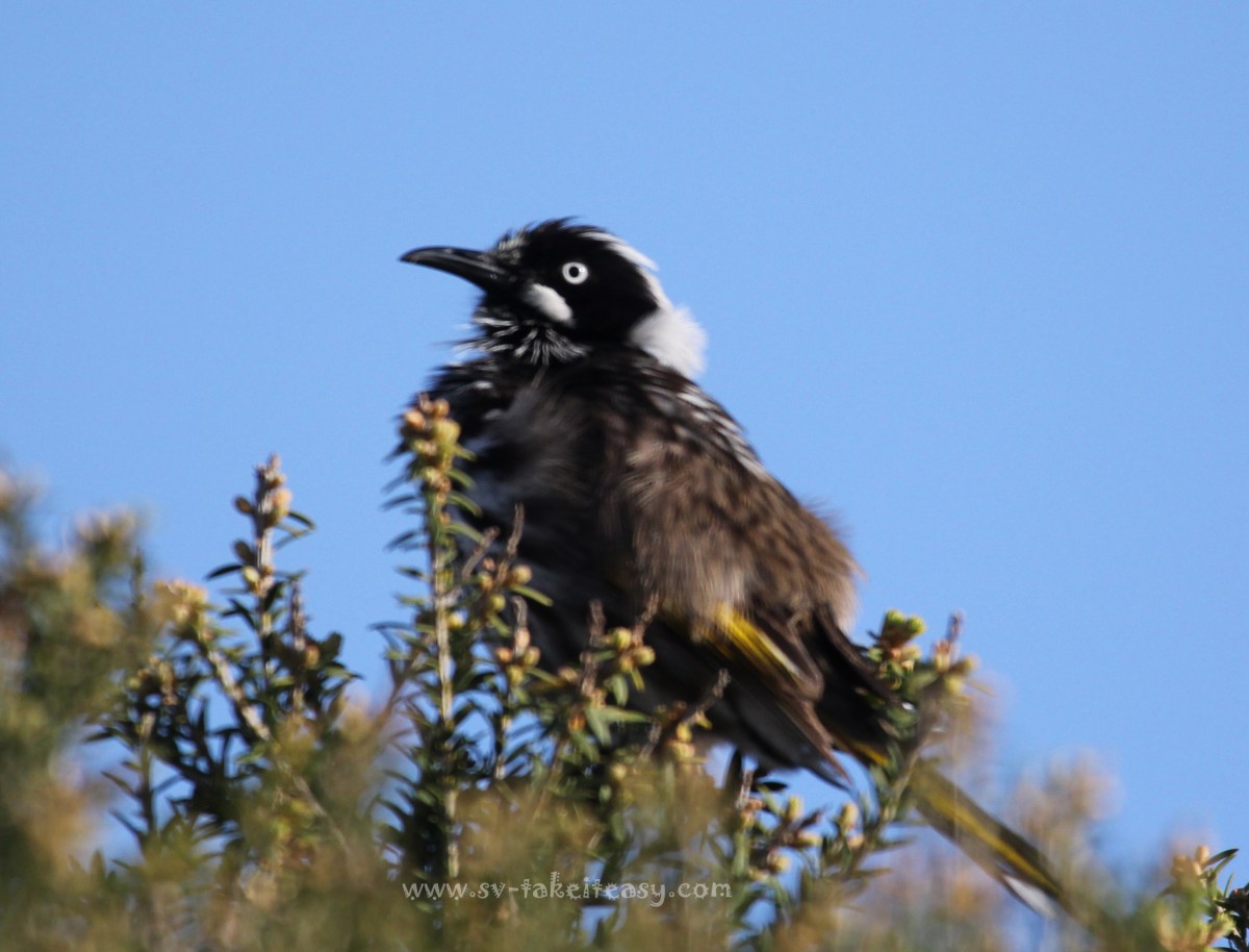 New Holland Honeyeater