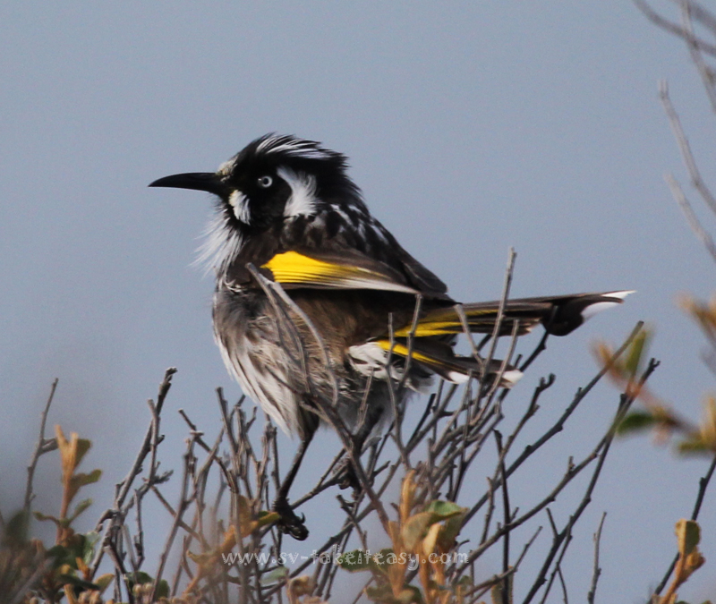 New Holland Honeyeater