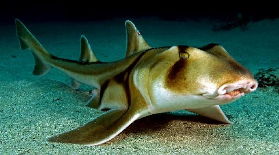 Port Jackson Shark