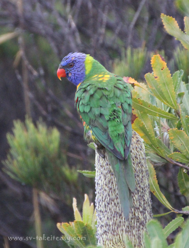 Rainbow Lorikeet