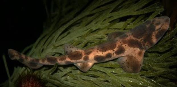 Spotted Swellshark