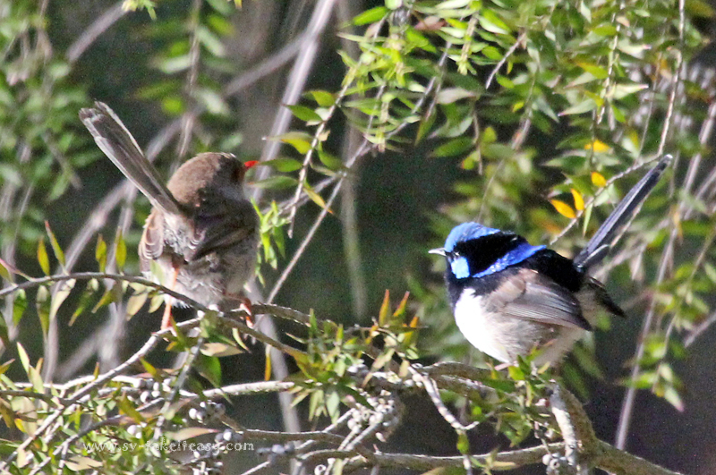 Superb Blue Wren Couple