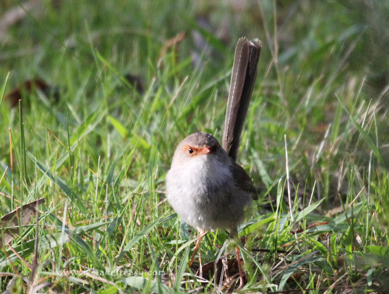 Superb Blue Wren Female