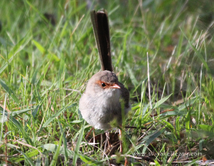 Superb Blue Wren Female
