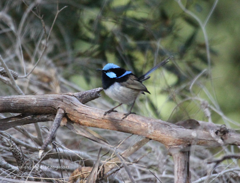 Superb Blue Wren