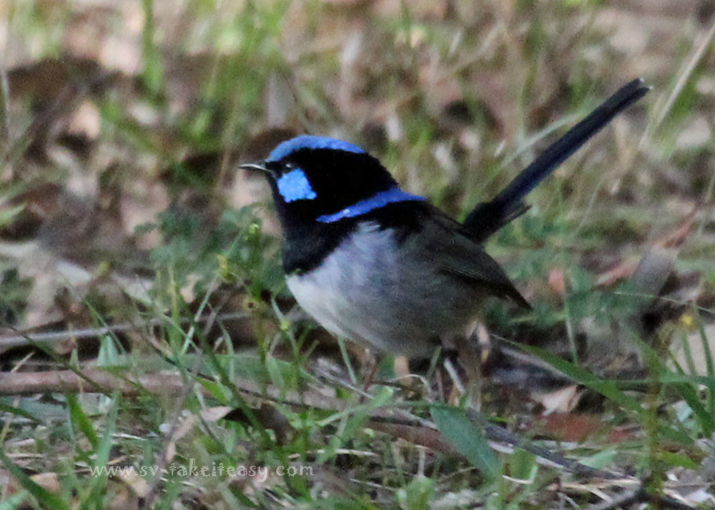 Superb Blue Wren