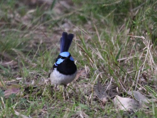 Superb Blue Wren