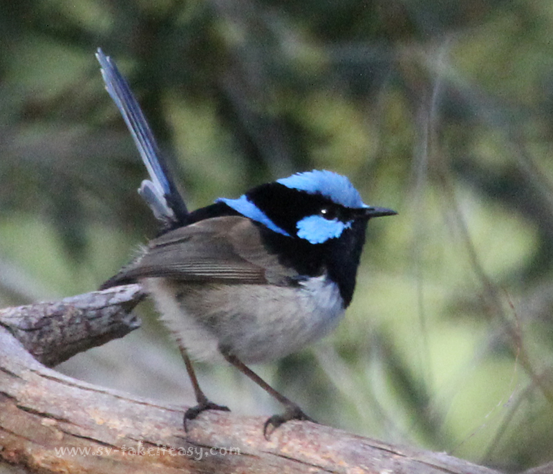 Superb Blue Wren