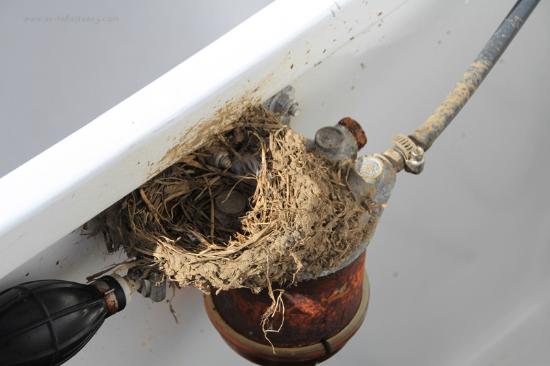 Welcome Swallow's Nest