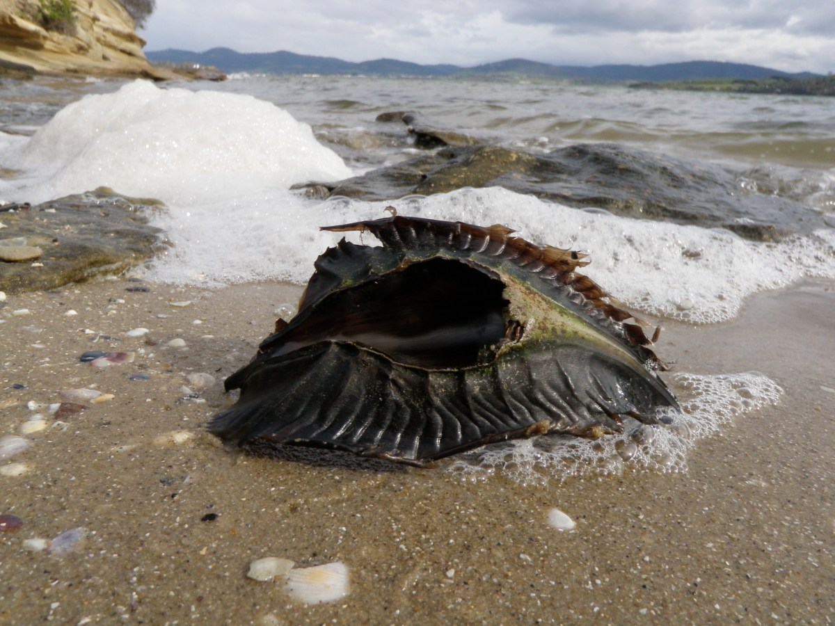 Washed up Shark Eggcase