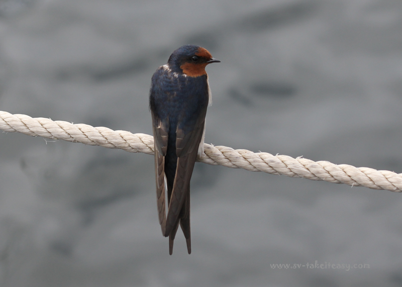 Welcome Swallow